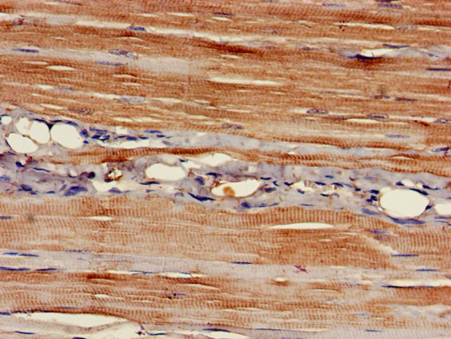 EAPP Antibody in Immunohistochemistry (Paraffin) (IHC (P))