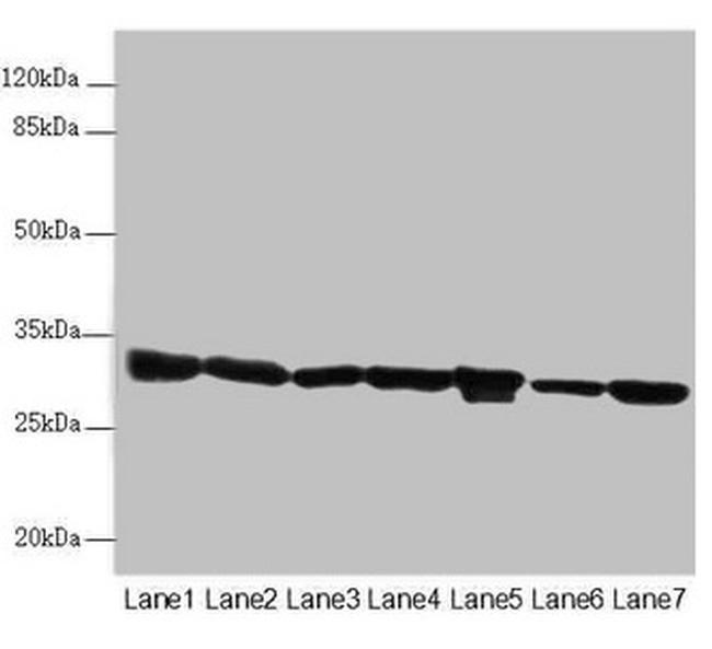 ECHS1 Antibody in Western Blot (WB)