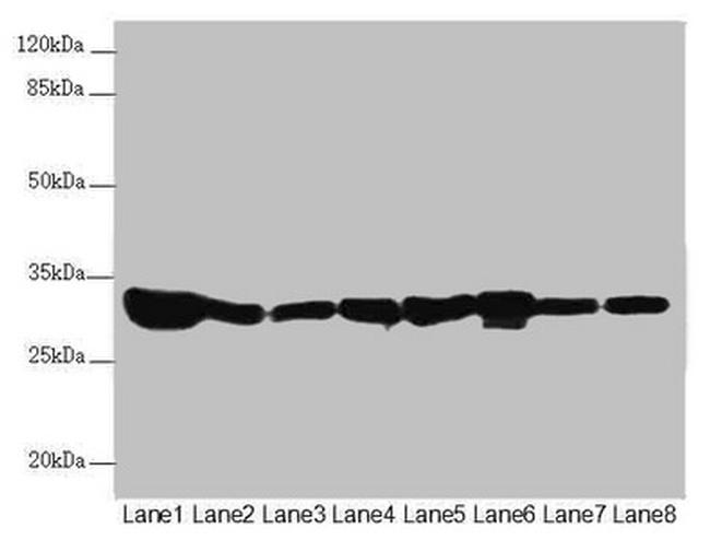 ECHS1 Antibody in Western Blot (WB)