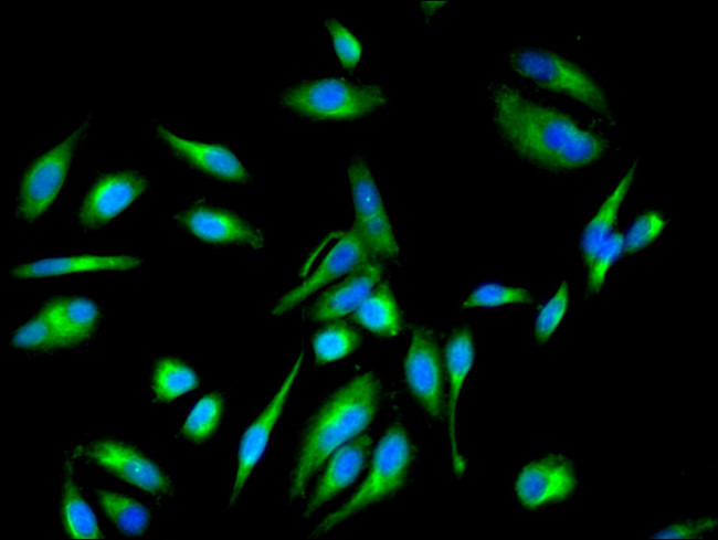 EEF1E1 Antibody in Immunocytochemistry (ICC/IF)