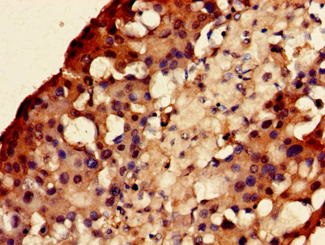 EEF1E1 Antibody in Immunohistochemistry (Paraffin) (IHC (P))