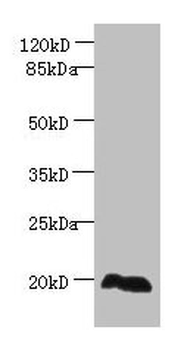 EEF1E1 Antibody in Western Blot (WB)