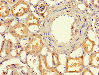 EFCAB7 Antibody in Immunohistochemistry (Paraffin) (IHC (P))