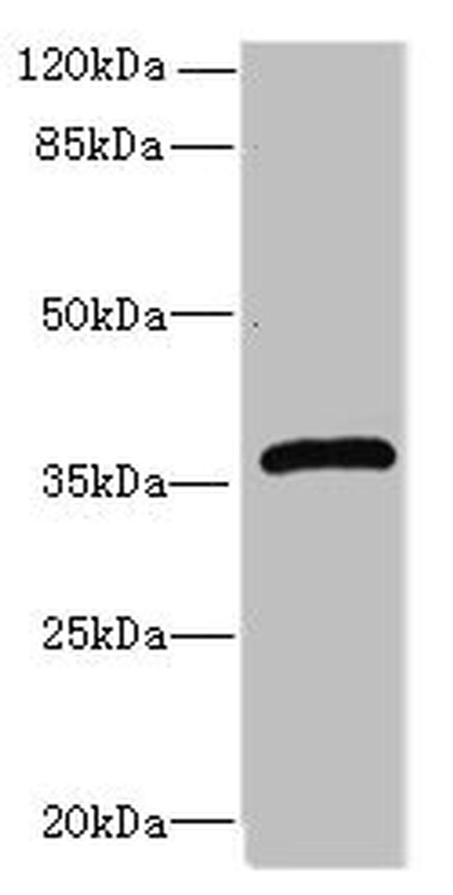 Ephrin B3 Antibody in Western Blot (WB)