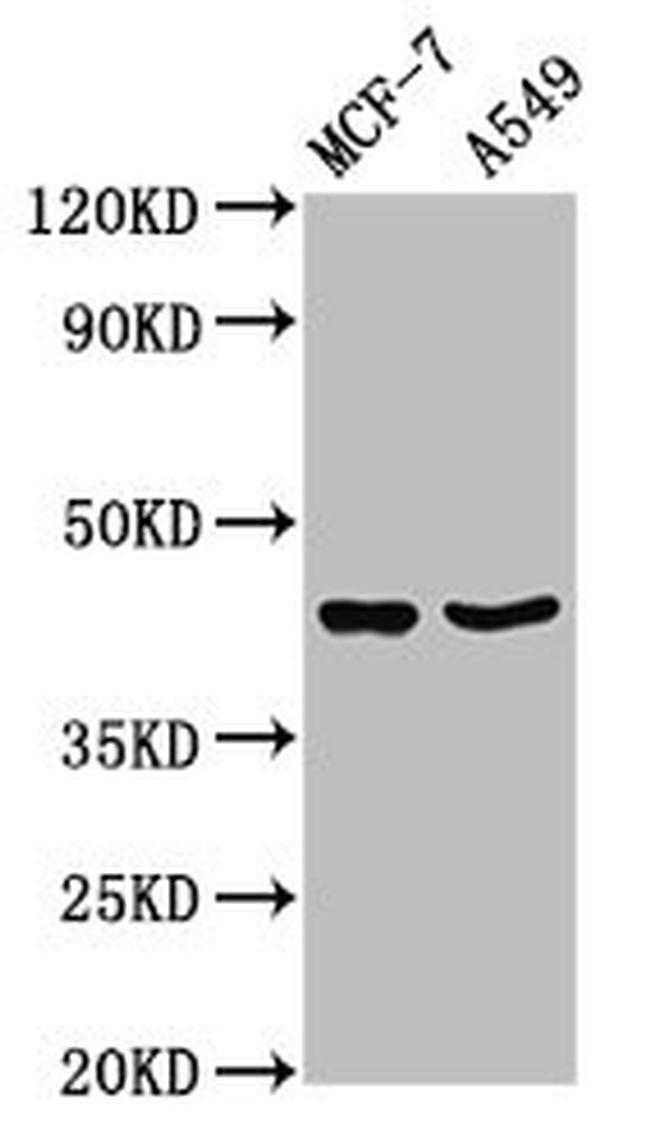 EGR3 Antibody in Western Blot (WB)