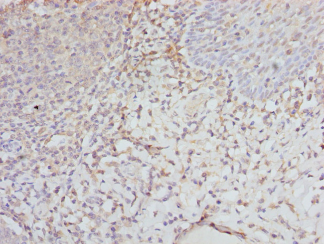 eIF2 gamma Antibody in Immunohistochemistry (Paraffin) (IHC (P))