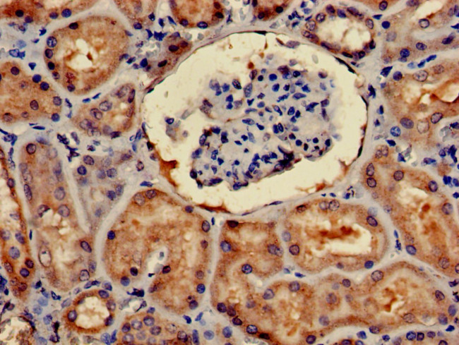 4E-BP2 Antibody in Immunohistochemistry (Paraffin) (IHC (P))