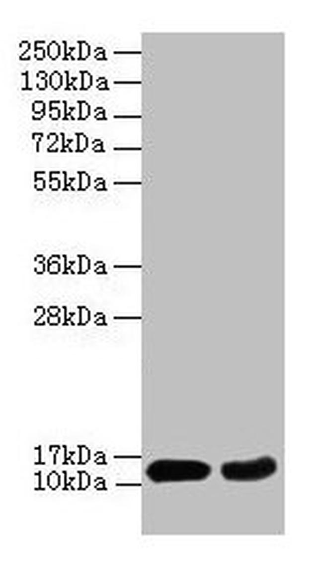 4E-BP2 Antibody in Western Blot (WB)