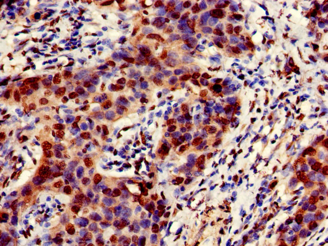 Emerin Antibody in Immunohistochemistry (Paraffin) (IHC (P))