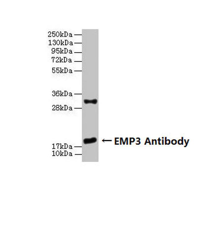 EMP3 Antibody in Western Blot (WB)