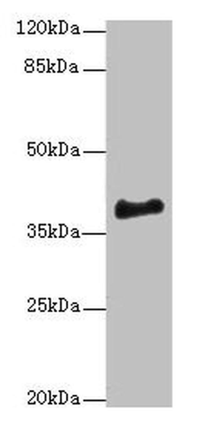 ERLIN1 Antibody in Western Blot (WB)