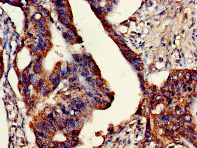 ETHE1 Antibody in Immunohistochemistry (Paraffin) (IHC (P))