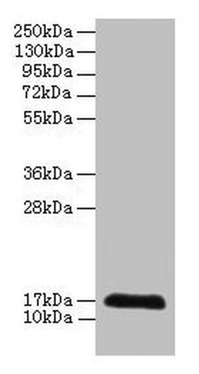 CDA Antibody in Western Blot (WB)