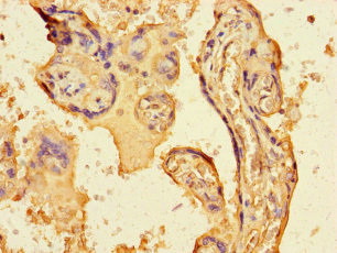 FGF13 Antibody in Immunohistochemistry (Paraffin) (IHC (P))