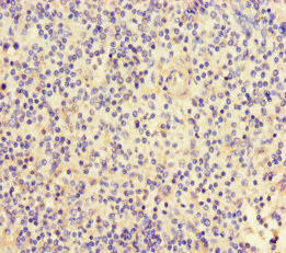 FGF13 Antibody in Immunohistochemistry (Paraffin) (IHC (P))