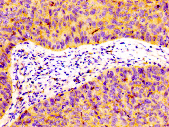 Flotillin 1 Antibody in Immunohistochemistry (Paraffin) (IHC (P))