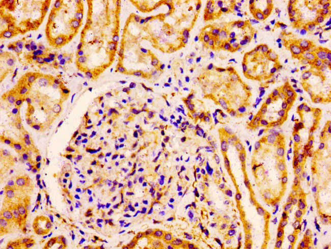 Flotillin 1 Antibody in Immunohistochemistry (Paraffin) (IHC (P))