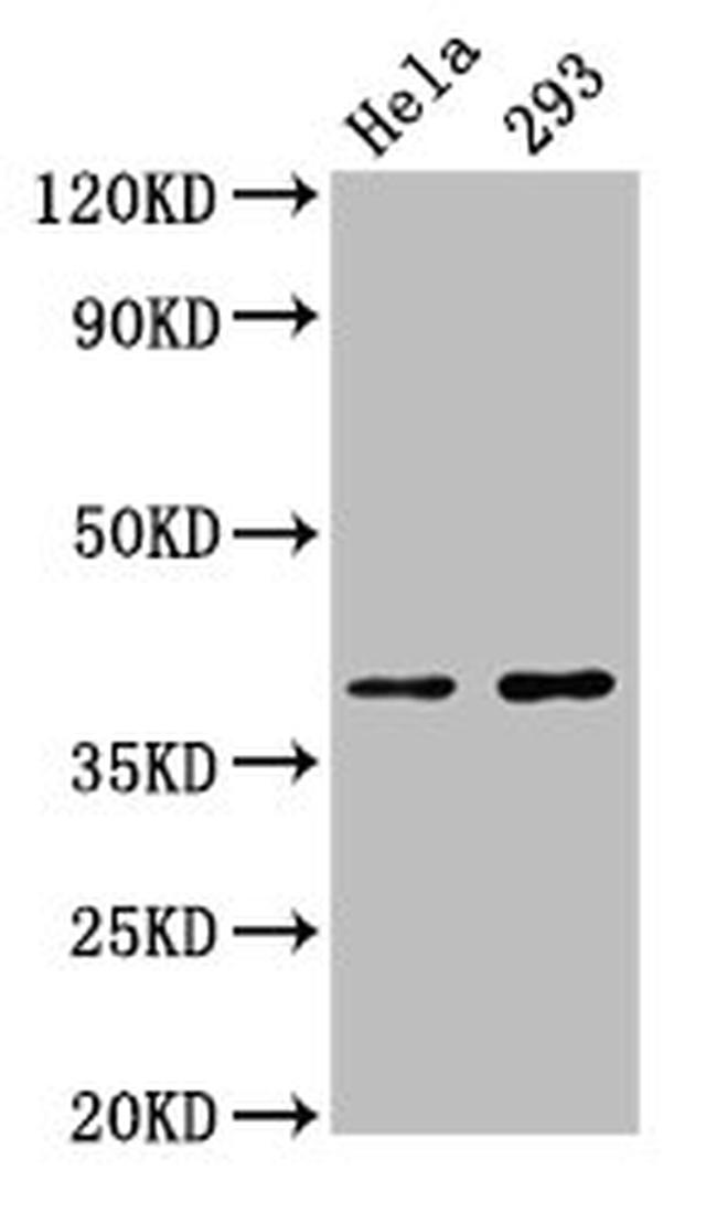 FOXH1 Antibody in Western Blot (WB)