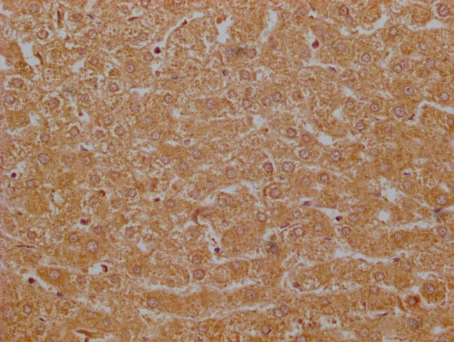 G0S2 Antibody in Immunohistochemistry (Paraffin) (IHC (P))