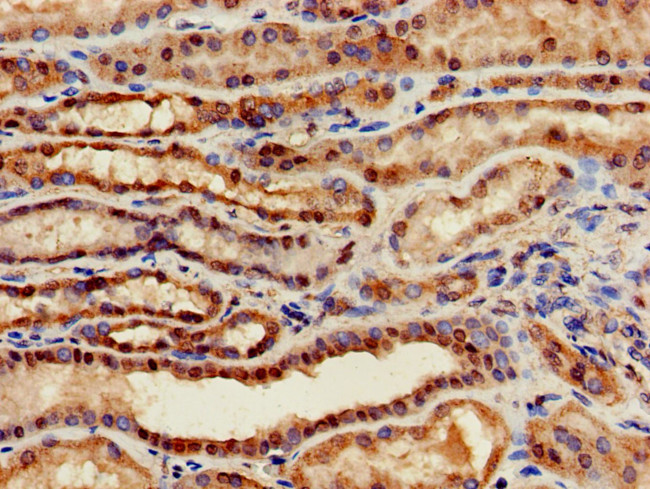 GABRA4 Antibody in Immunohistochemistry (Paraffin) (IHC (P))