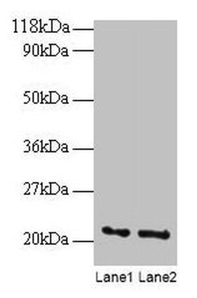 ARF4 Antibody in Western Blot (WB)