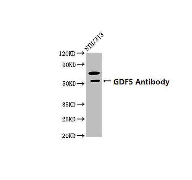 GDF5 Antibody in Western Blot (WB)