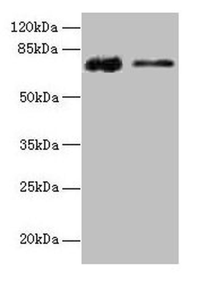 GLCE Antibody in Western Blot (WB)