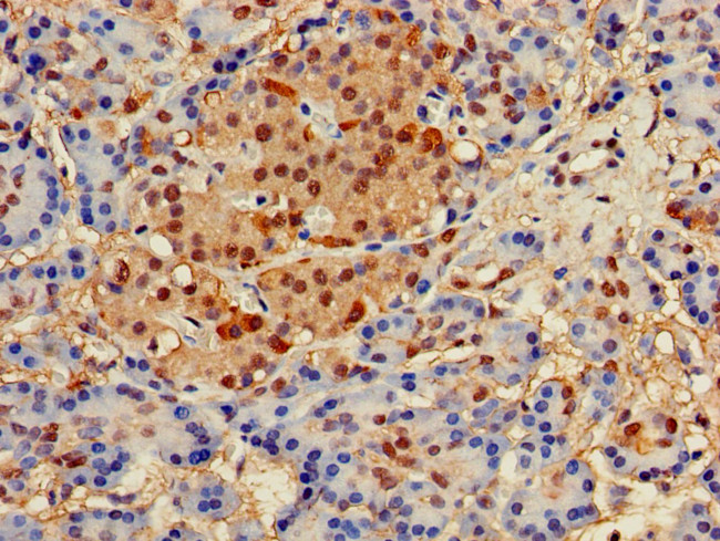 Glypican 4 Antibody in Immunohistochemistry (Paraffin) (IHC (P))