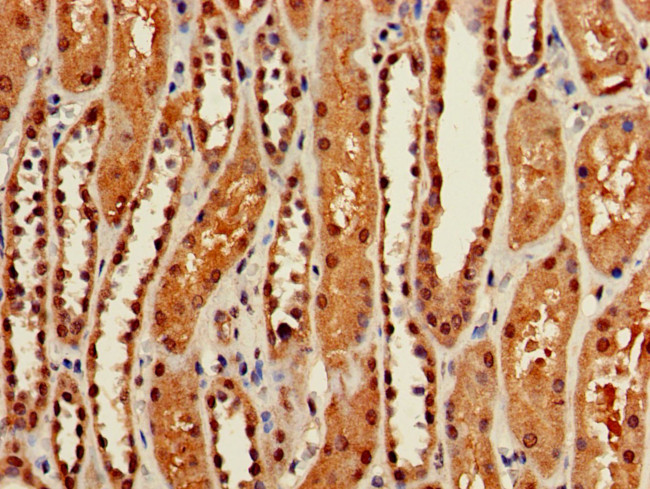 Glypican 4 Antibody in Immunohistochemistry (Paraffin) (IHC (P))