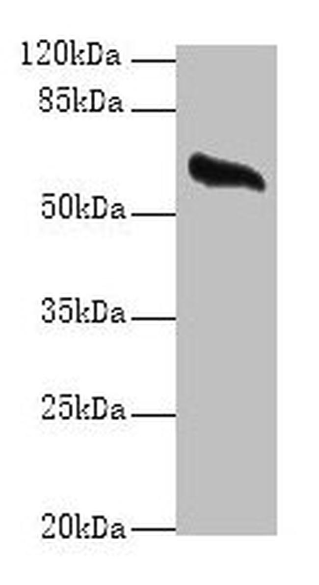 Glypican 4 Antibody in Western Blot (WB)