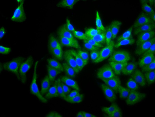 PGCD Antibody in Immunocytochemistry (ICC/IF)