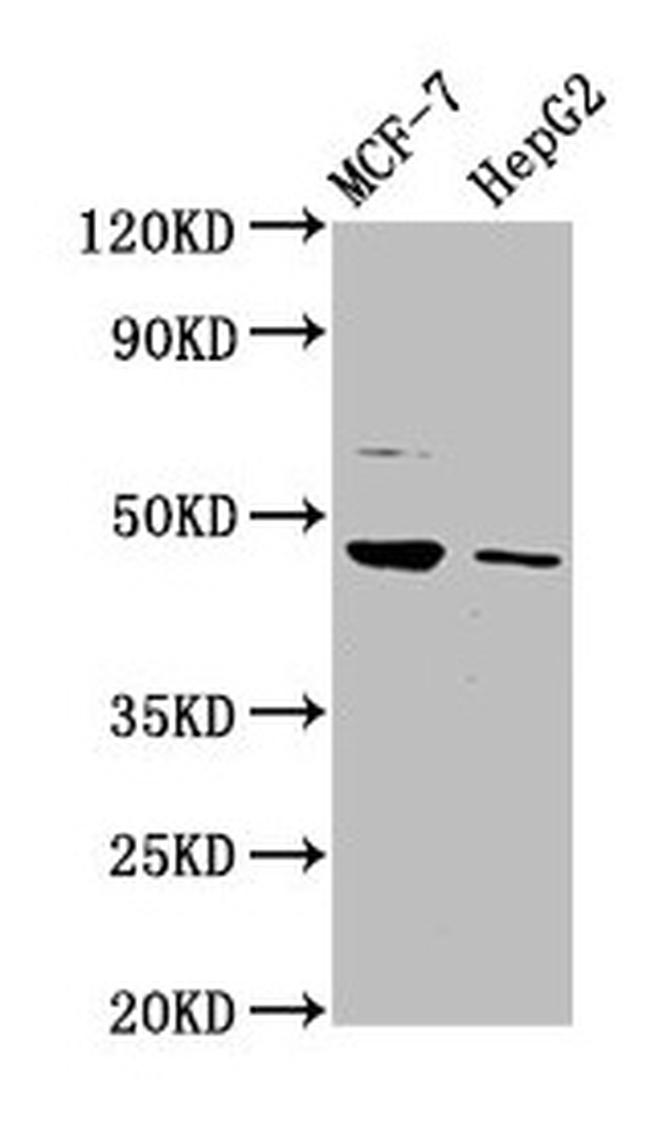 HEPACAM Antibody in Western Blot (WB)