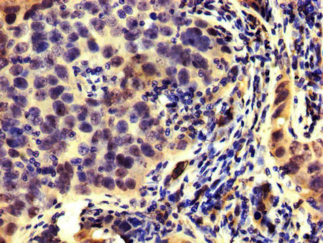 HMGCR Antibody in Immunohistochemistry (Paraffin) (IHC (P))