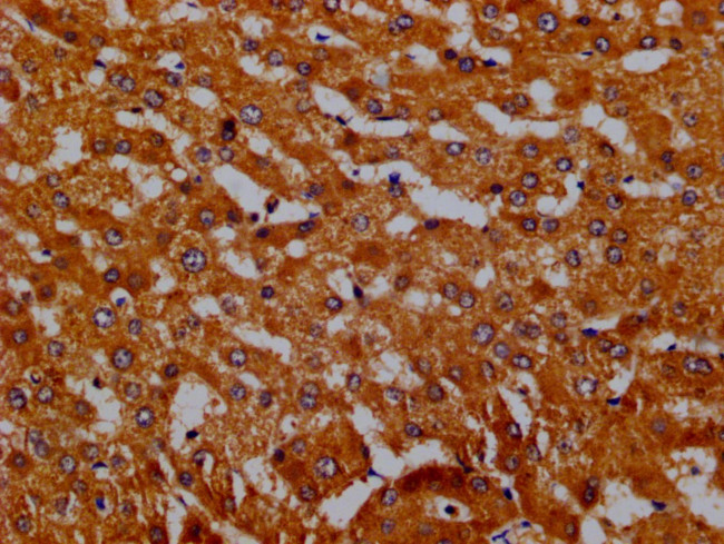 Hemopexin Antibody in Immunohistochemistry (Paraffin) (IHC (P))