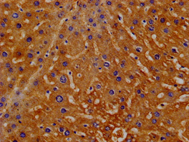 Hemopexin Antibody in Immunohistochemistry (Paraffin) (IHC (P))