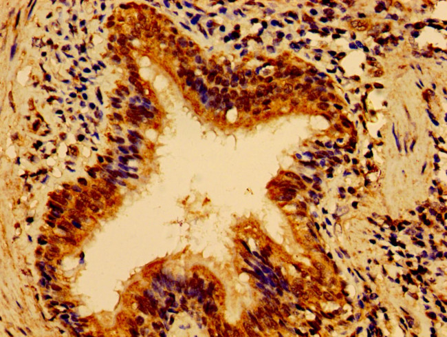 HS2ST1 Antibody in Immunohistochemistry (Paraffin) (IHC (P))