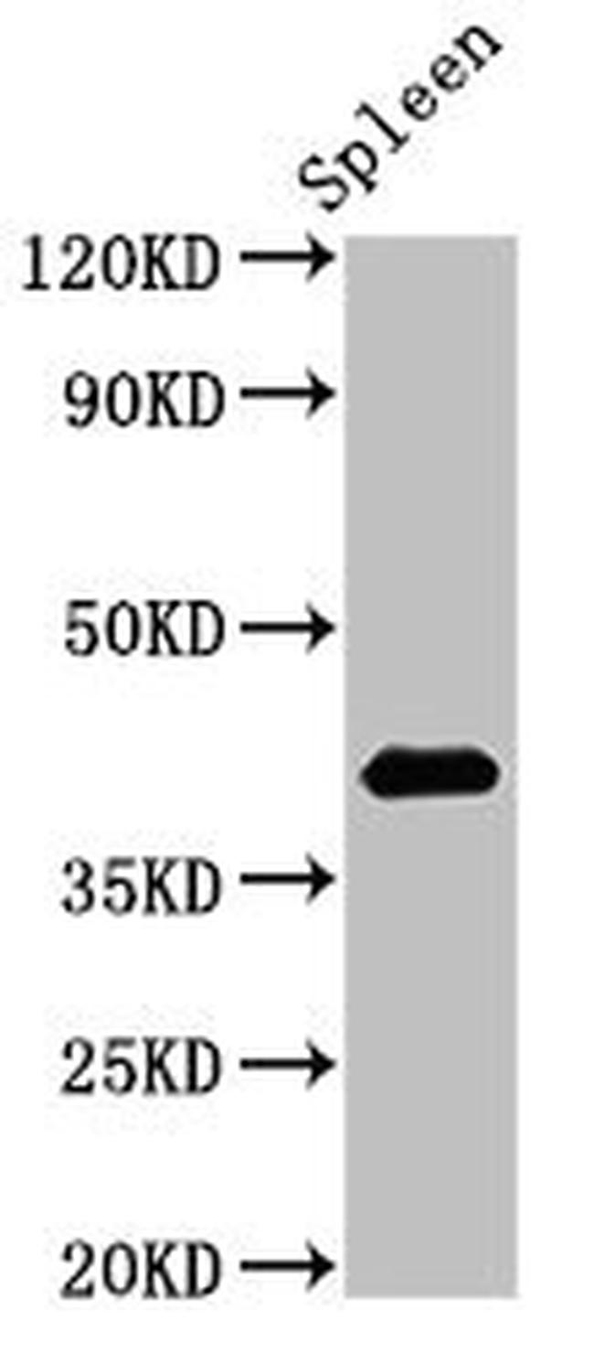 HS2ST1 Antibody in Western Blot (WB)