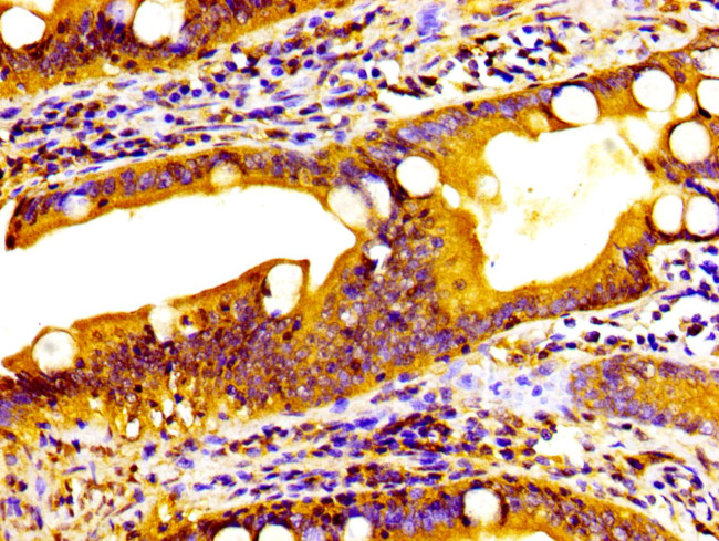 HSD11B2 Antibody in Immunohistochemistry (Paraffin) (IHC (P))