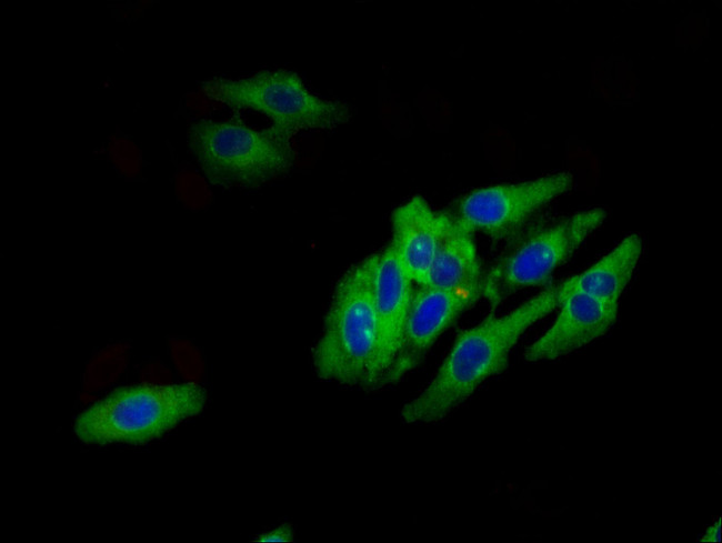 HTR1E Antibody in Immunocytochemistry (ICC/IF)