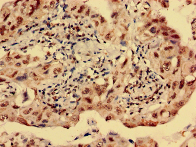 HTR1E Antibody in Immunohistochemistry (Paraffin) (IHC (P))