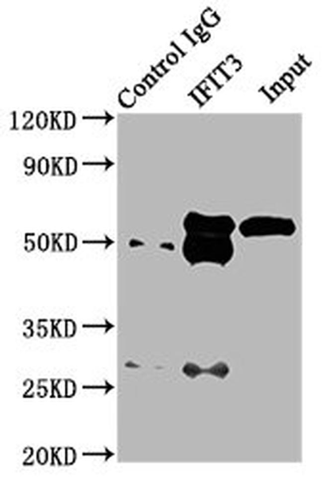 IFIT3 Antibody in Western Blot (WB)