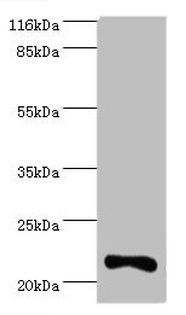 Interferon alpha-10 Antibody in Western Blot (WB)