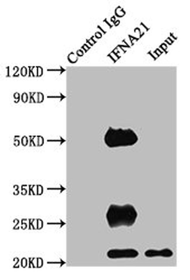 Interferon alpha-21 Antibody in Western Blot (WB)