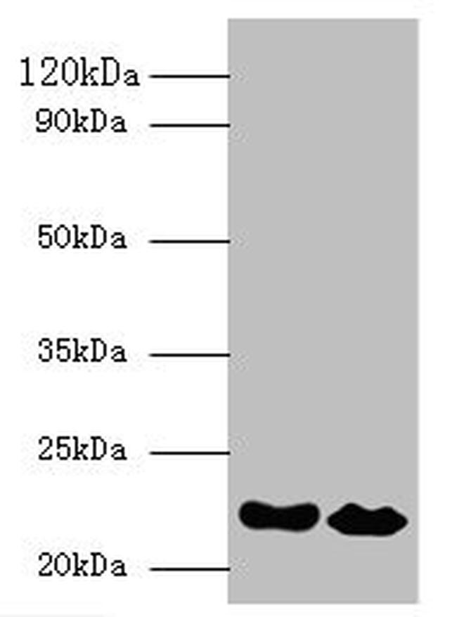 Interferon alpha-21 Antibody in Western Blot (WB)