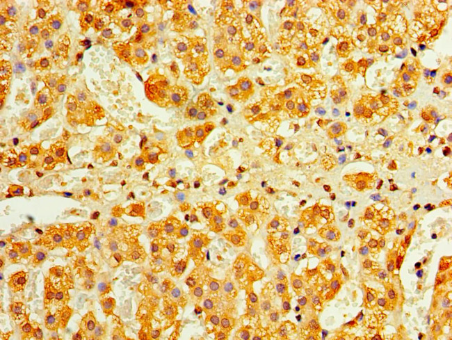 Interferon alpha-4 Antibody in Immunohistochemistry (Paraffin) (IHC (P))