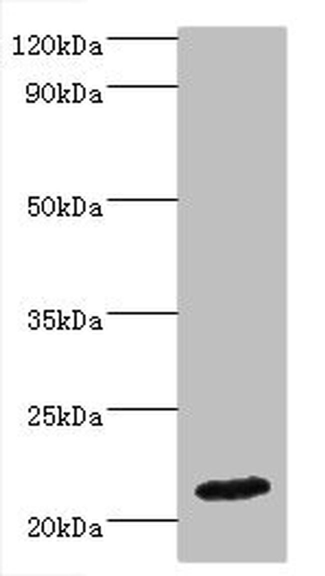 Interferon alpha-4 Antibody in Western Blot (WB)