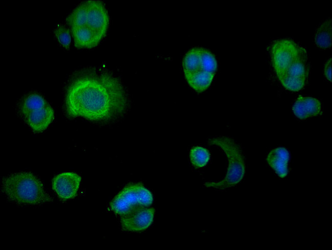 INSIG1 Antibody in Immunocytochemistry (ICC/IF)