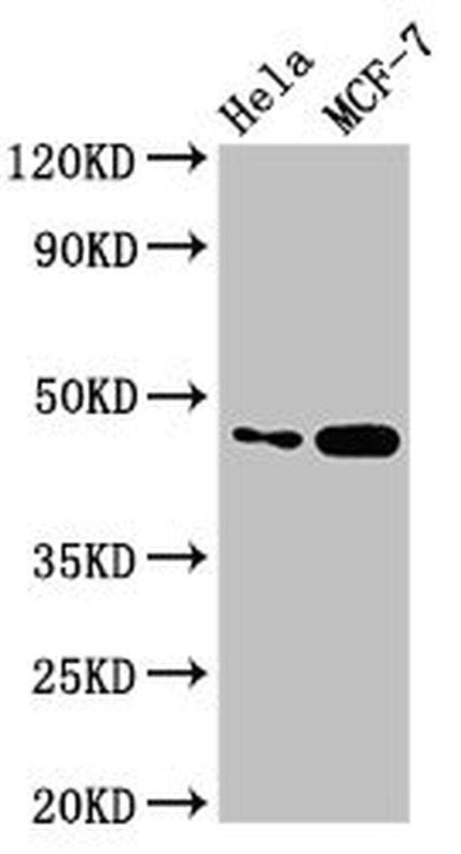 INSIG1 Antibody in Western Blot (WB)