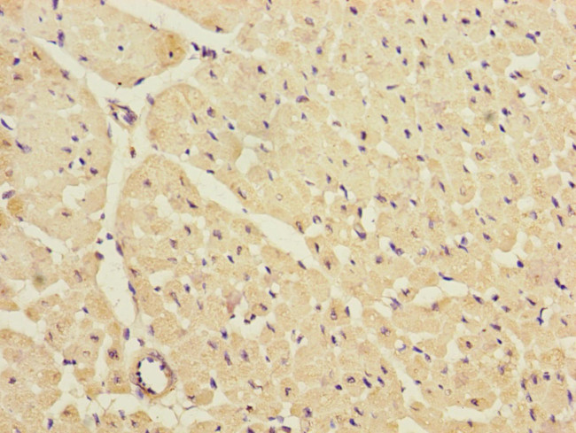 Kir2.3 (KCNJ4) Antibody in Immunohistochemistry (Paraffin) (IHC (P))