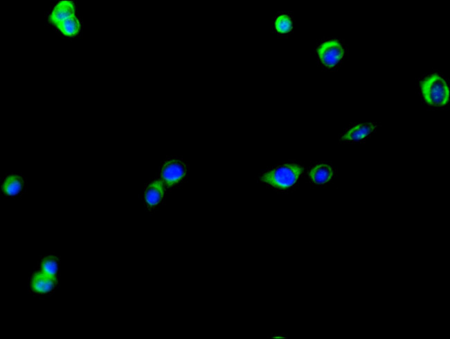 KIAA0513 Antibody in Immunocytochemistry (ICC/IF)